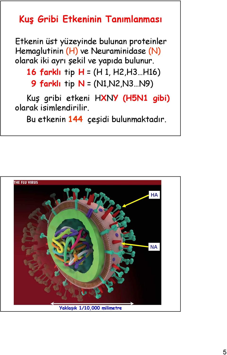 16 farklı tip H = (H 1, H2,H3 H16) 9 farklı tip N = (N1,N2,N3 N9) Kuş gribi etkeni