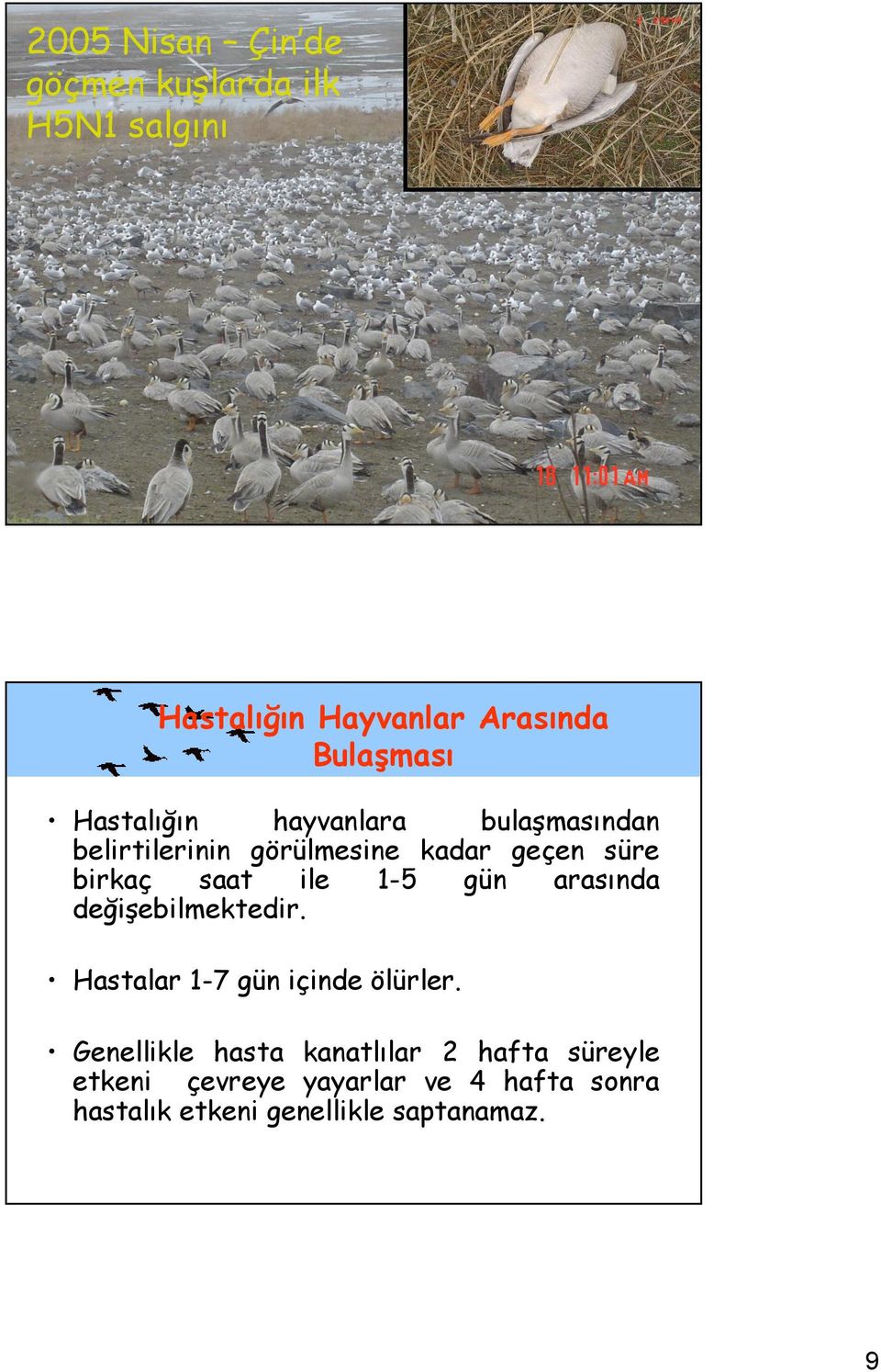 1-5 gün arasında değişebilmektedir. Hastalar 1-7 gün içinde ölürler.