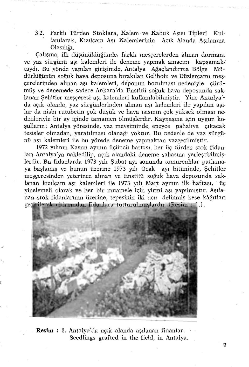 Bu yönde yapılan girişimde, Antalya Ağaçlandırma Bölge Müdüdüğünün soğuk hava deposuna bırakılan Gelibolu ve Düzlerçamı meşçerelerinden alınan aşı kalemleri, deponun bozulması nedeniyle çürümüş ve