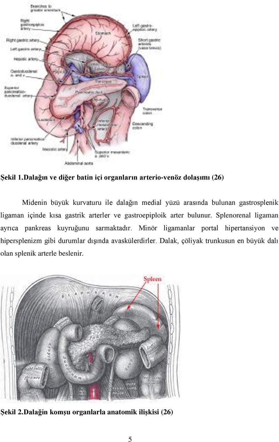 bulunan gastrosplenik ligaman içinde kısa gastrik arterler ve gastroepiploik arter bulunur.