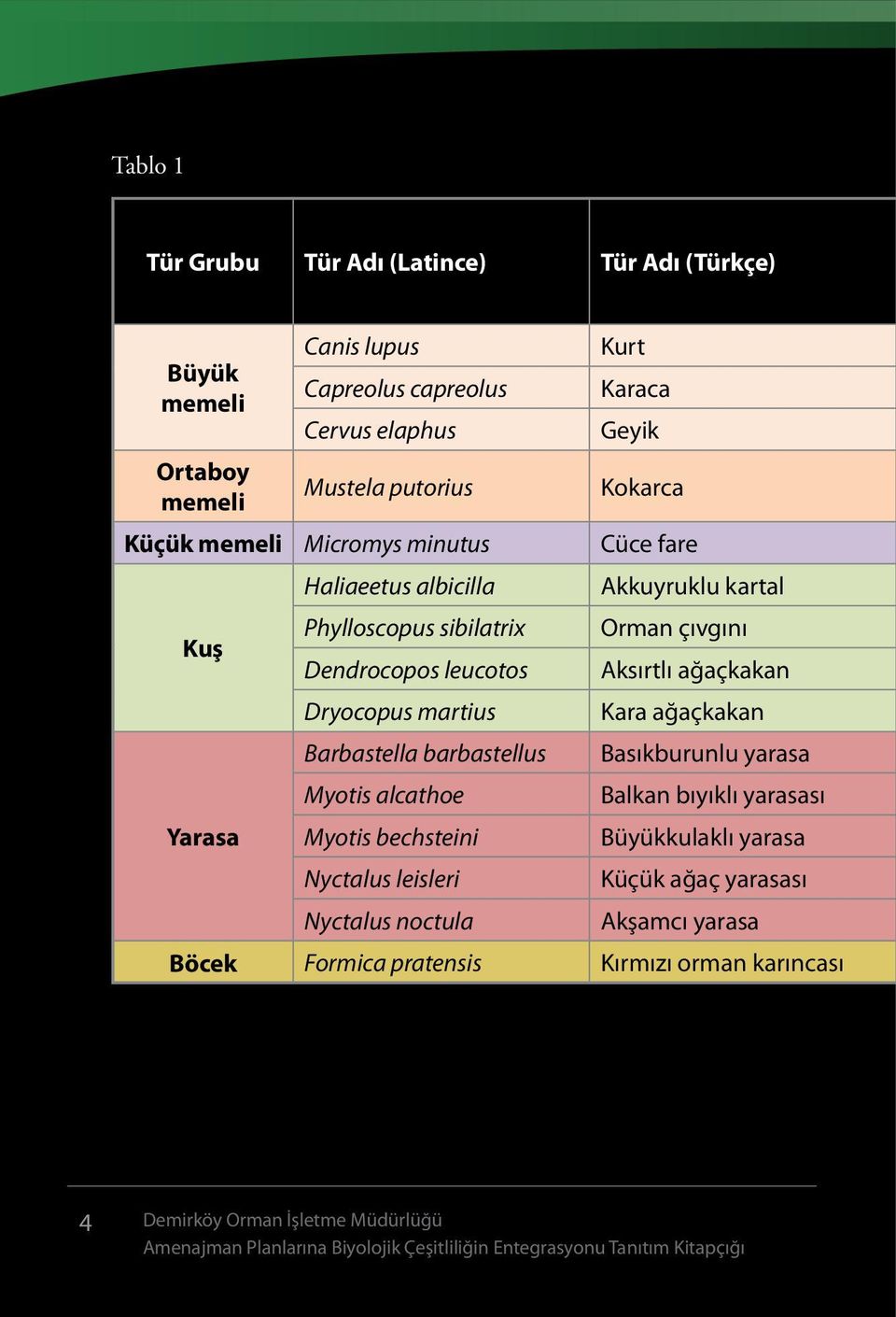 martius Barbastella barbastellus Myotis alcathoe Myotis bechsteini Nyctalus leisleri Nyctalus noctula Akkuyruklu kartal Orman çıvgını Aksırtlı ağaçkakan