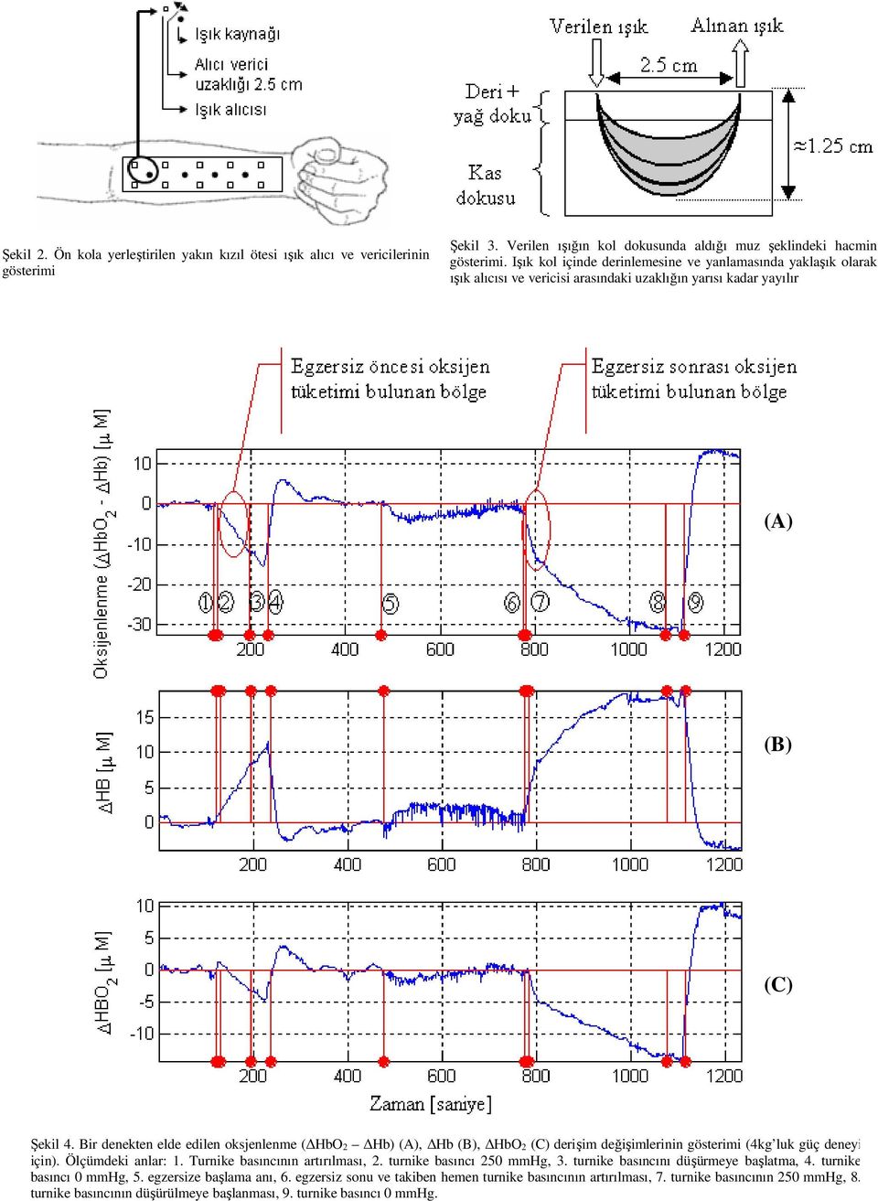 Bir denekten elde edilen oksjenlenme ( HbO 2 Hb) (A), Hb (B), HbO 2 (C) derişim değişimlerinin gösterimi (4kg luk güç deneyi için). Ölçümdeki anlar: 1. Turnike basıncının artırılması, 2.