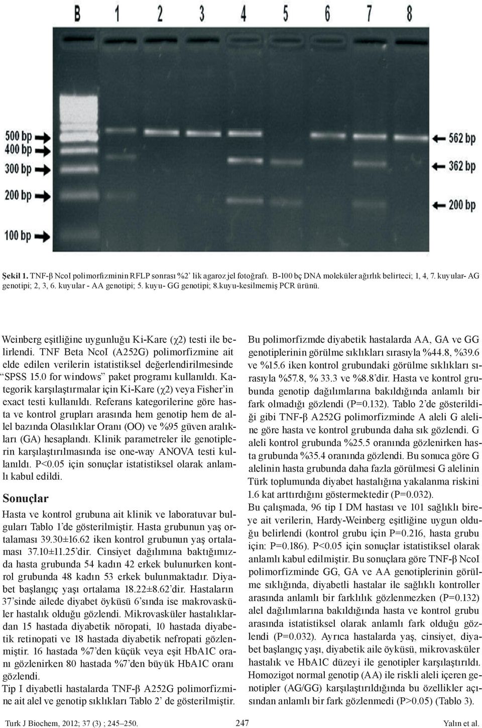 TNF Beta NcoI (A252G) polimorfizmine ait elde edilen verilerin istatistiksel değerlendirilmesinde SPSS 15.0 for windows paket programı kullanıldı.