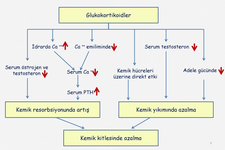 hücreleri üzerine direkt etki Adele gücünde Serum PTH Kemik