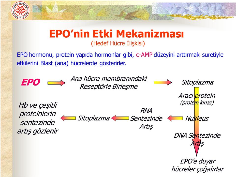 EPO Hb ve çeşitli proteinlerin sentezinde artış gözlenir Ana hücre membranındaki Reseptörle Birleşme