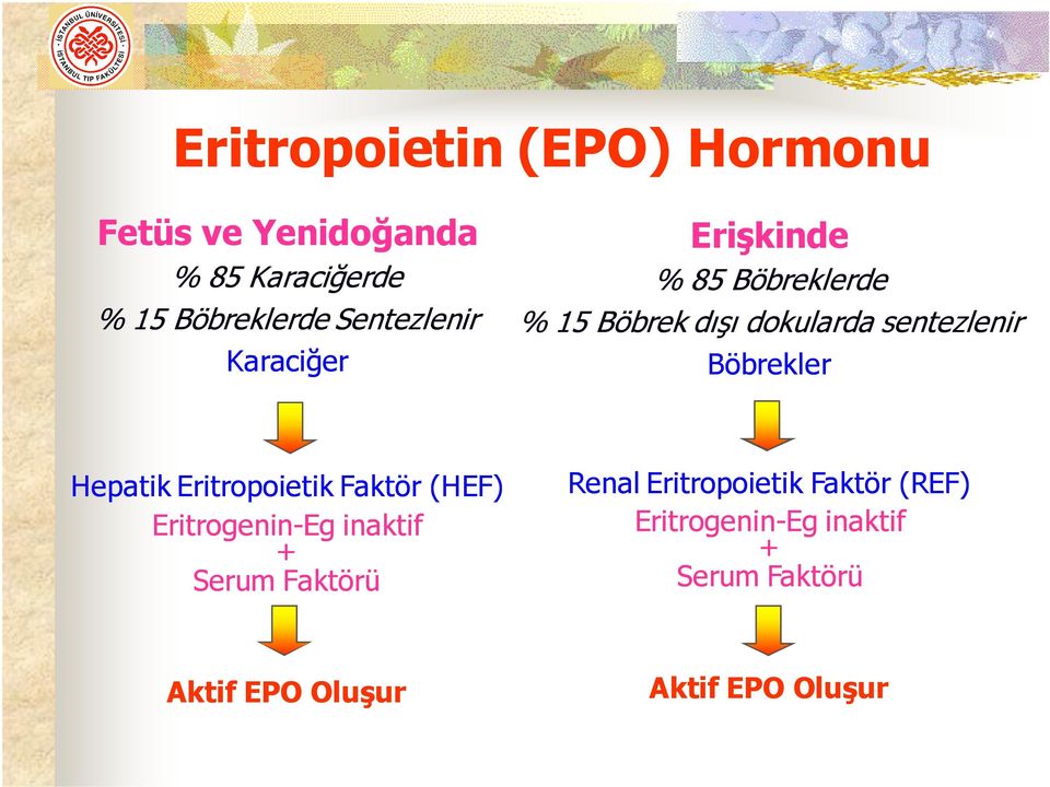 Böbrekler Hepatik Eritropoietik Faktör (HEF) Eritrogenin-Eg Eg inaktif + Serum Faktörü