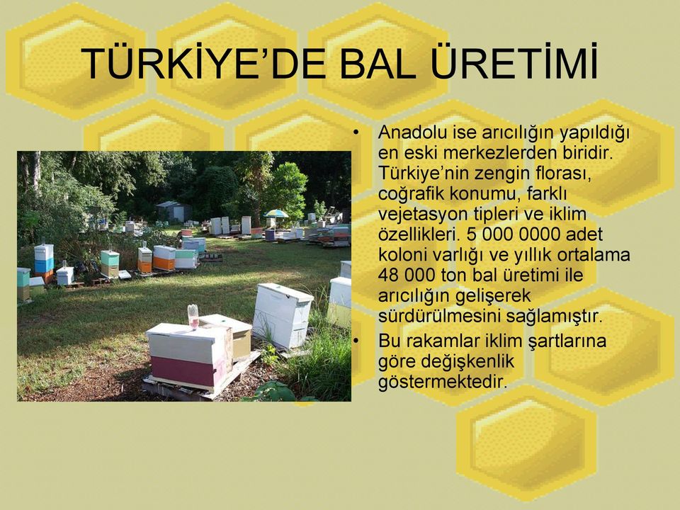 5 000 0000 adet koloni varlığı ve yıllık ortalama 48 000 ton bal üretimi ile arıcılığın