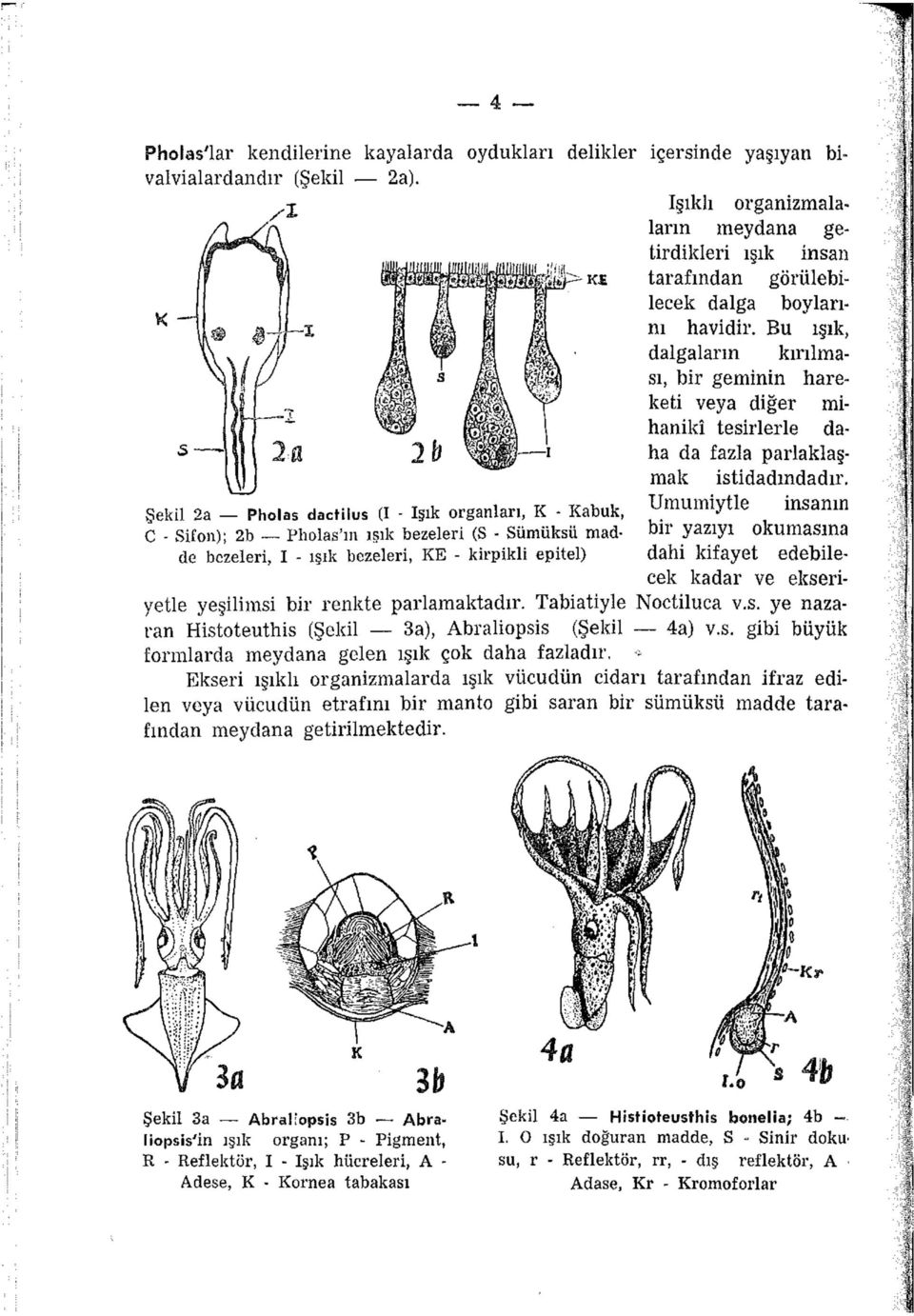 Bu ışık, dalgaların kırılması, bir geminin hareketi veya diğer mihaniki tesirlerle daha da fazla parlaklaşmak istidadmdadır.