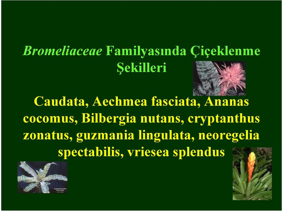 Bilbergia nutans, cryptanthus zonatus, guzmania