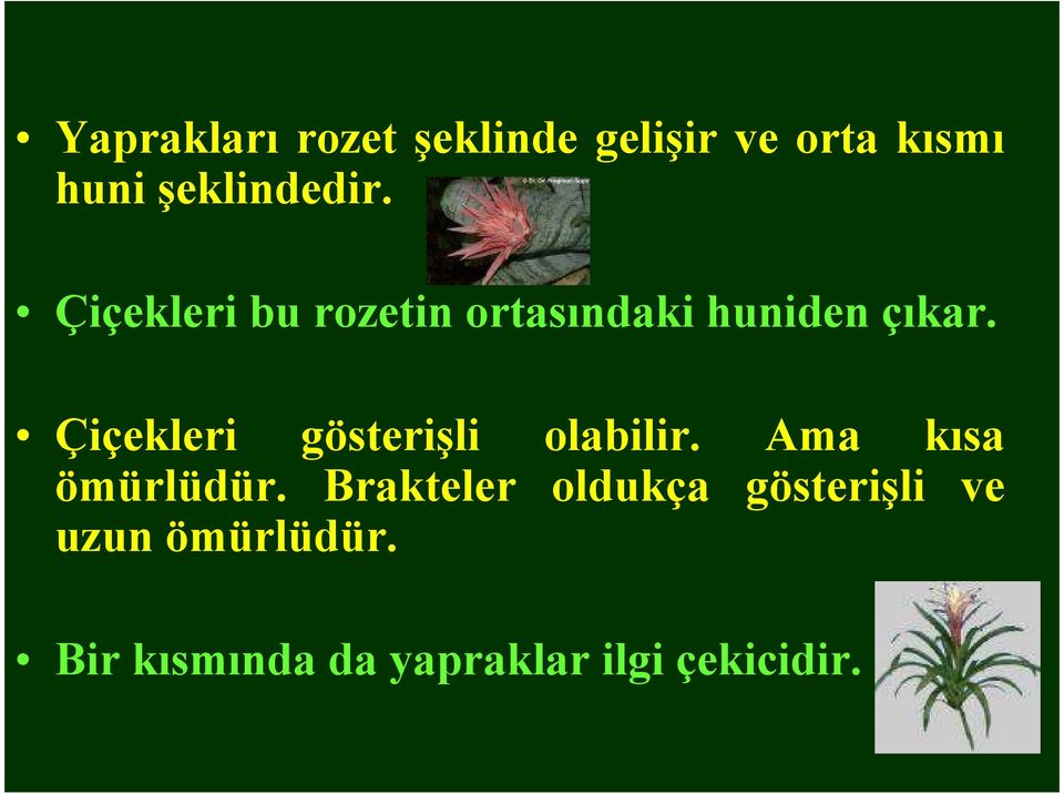 Çiçekleri gösterişli olabilir. Ama kısa ömürlüdür.