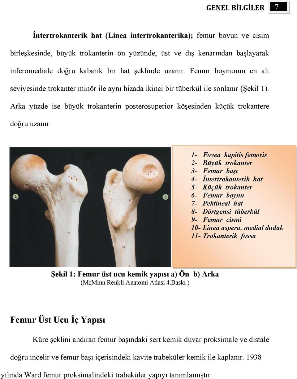 Arka yüzde ise büyük trokanterin posterosuperior köşesinden küçük trokantere doğru uzanır.