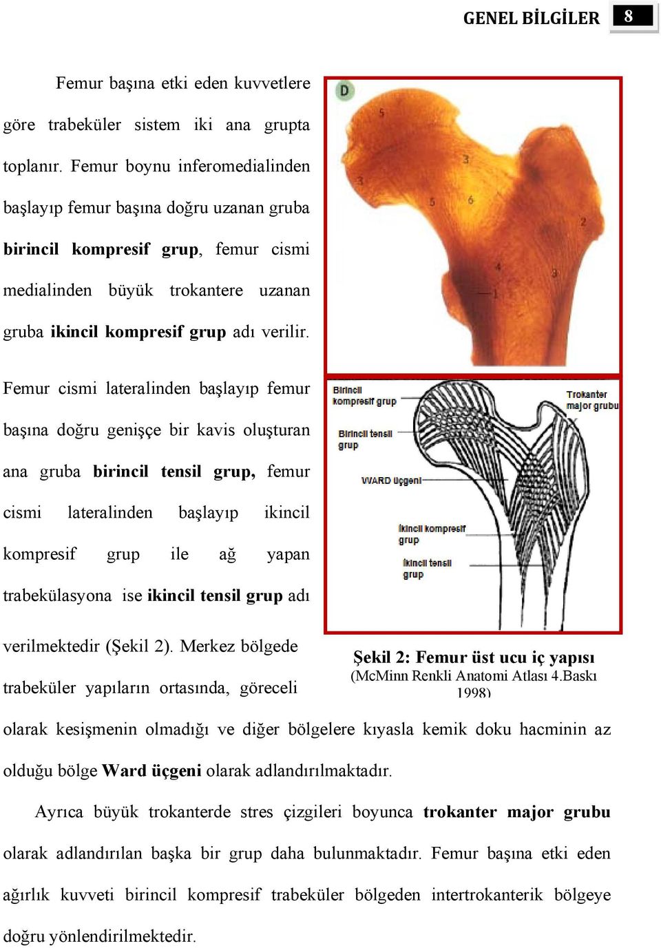 Femur cismi lateralinden başlayıp femur başına doğru genişçe bir kavis oluşturan ana gruba birincil tensil grup, femur cismi lateralinden başlayıp ikincil kompresif grup ile ağ yapan trabekülasyona