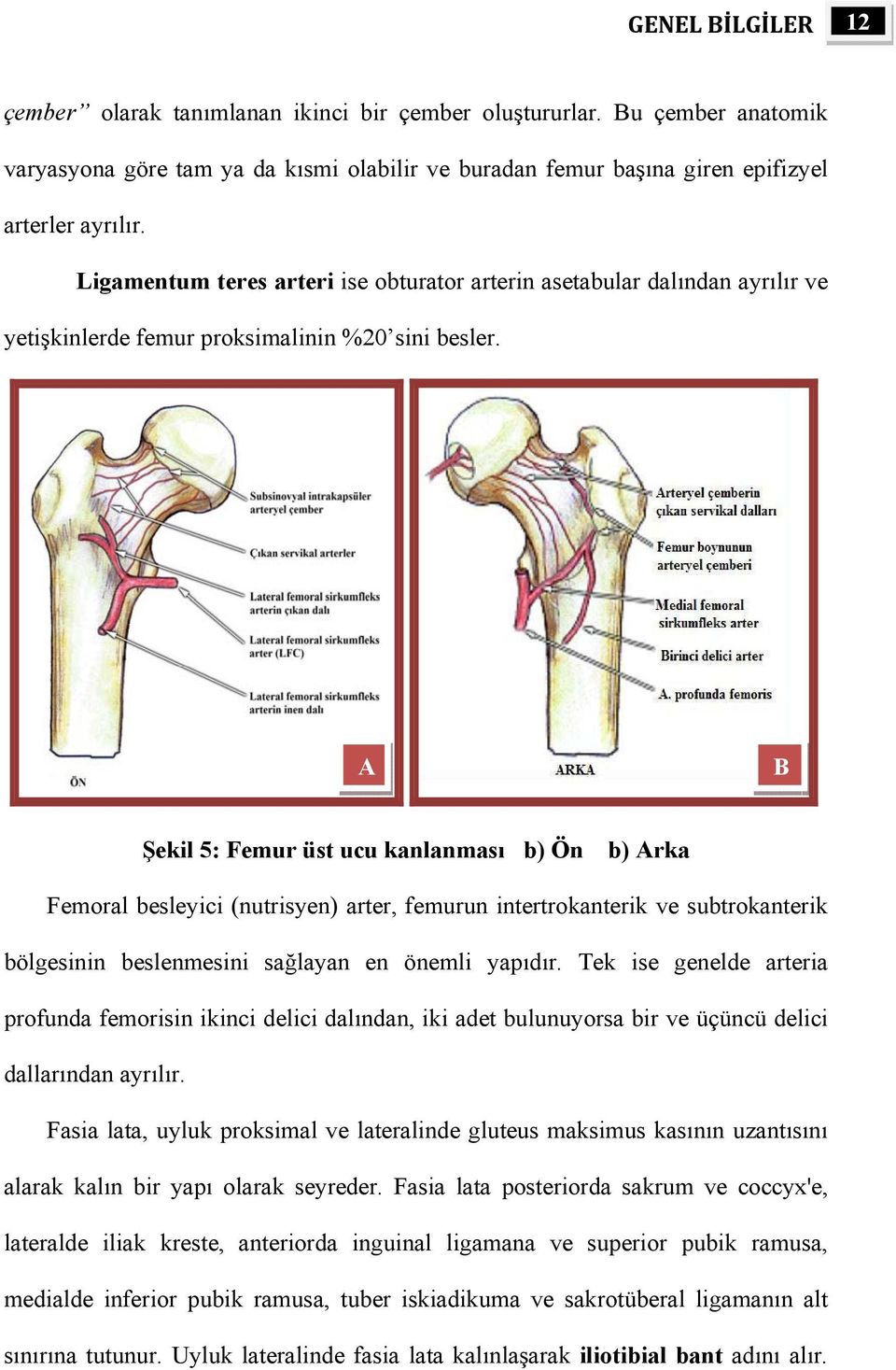 A B Şekil 5: Femur üst ucu kanlanması b) Ön b) Arka Femoral besleyici (nutrisyen) arter, femurun intertrokanterik ve subtrokanterik bölgesinin beslenmesini sağlayan en önemli yapıdır.