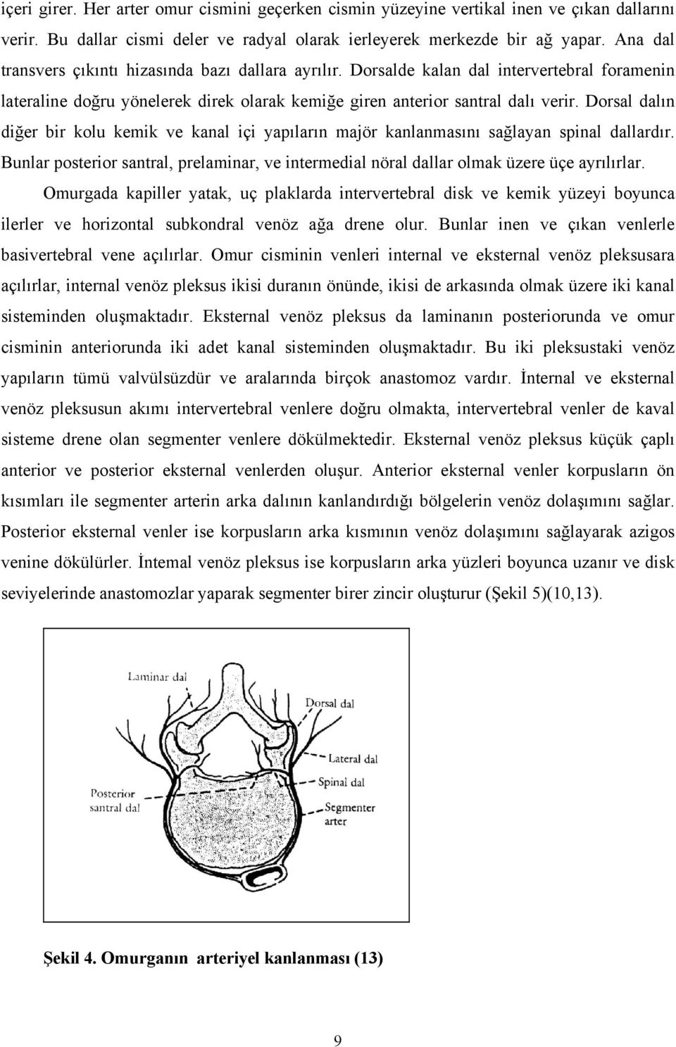 Dorsal dalın diğer bir kolu kemik ve kanal içi yapıların majör kanlanmasını sağlayan spinal dallardır. Bunlar posterior santral, prelaminar, ve intermedial nöral dallar olmak üzere üçe ayrılırlar.