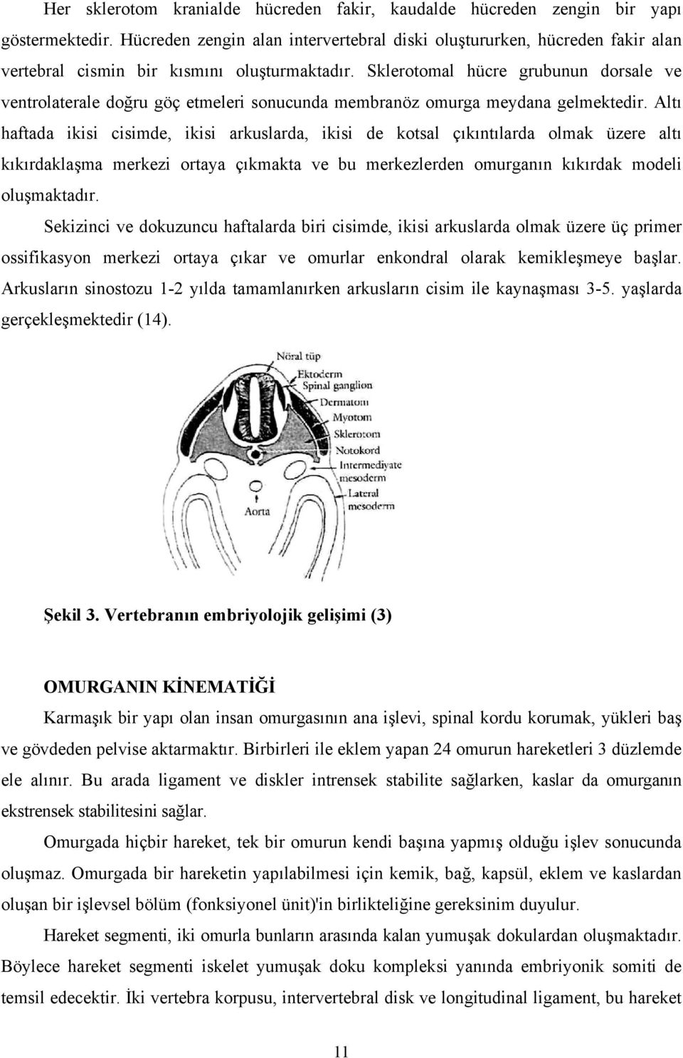 Sklerotomal hücre grubunun dorsale ve ventrolaterale doğru göç etmeleri sonucunda membranöz omurga meydana gelmektedir.