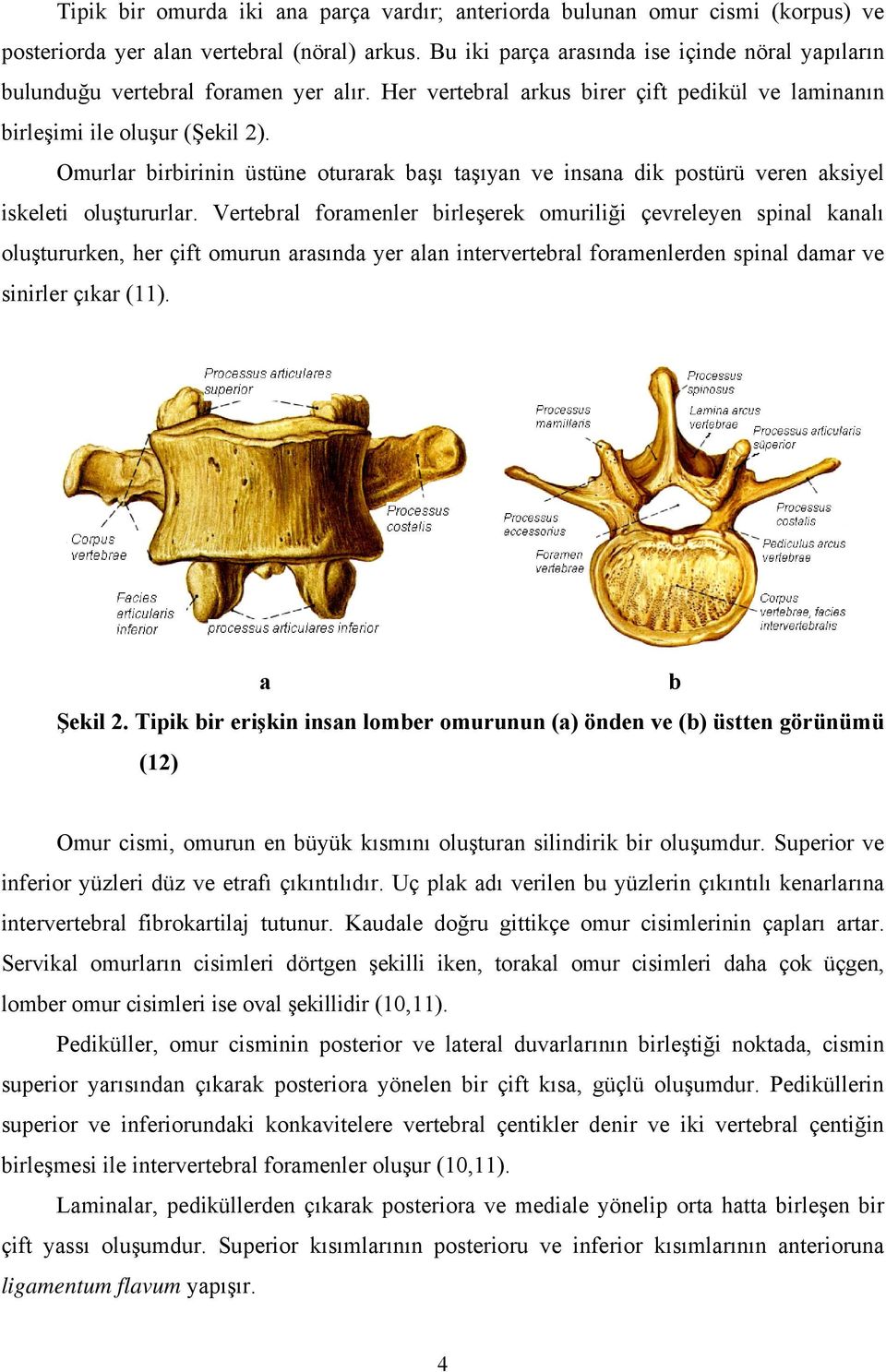 Omurlar birbirinin üstüne oturarak başı taşıyan ve insana dik postürü veren aksiyel iskeleti oluştururlar.