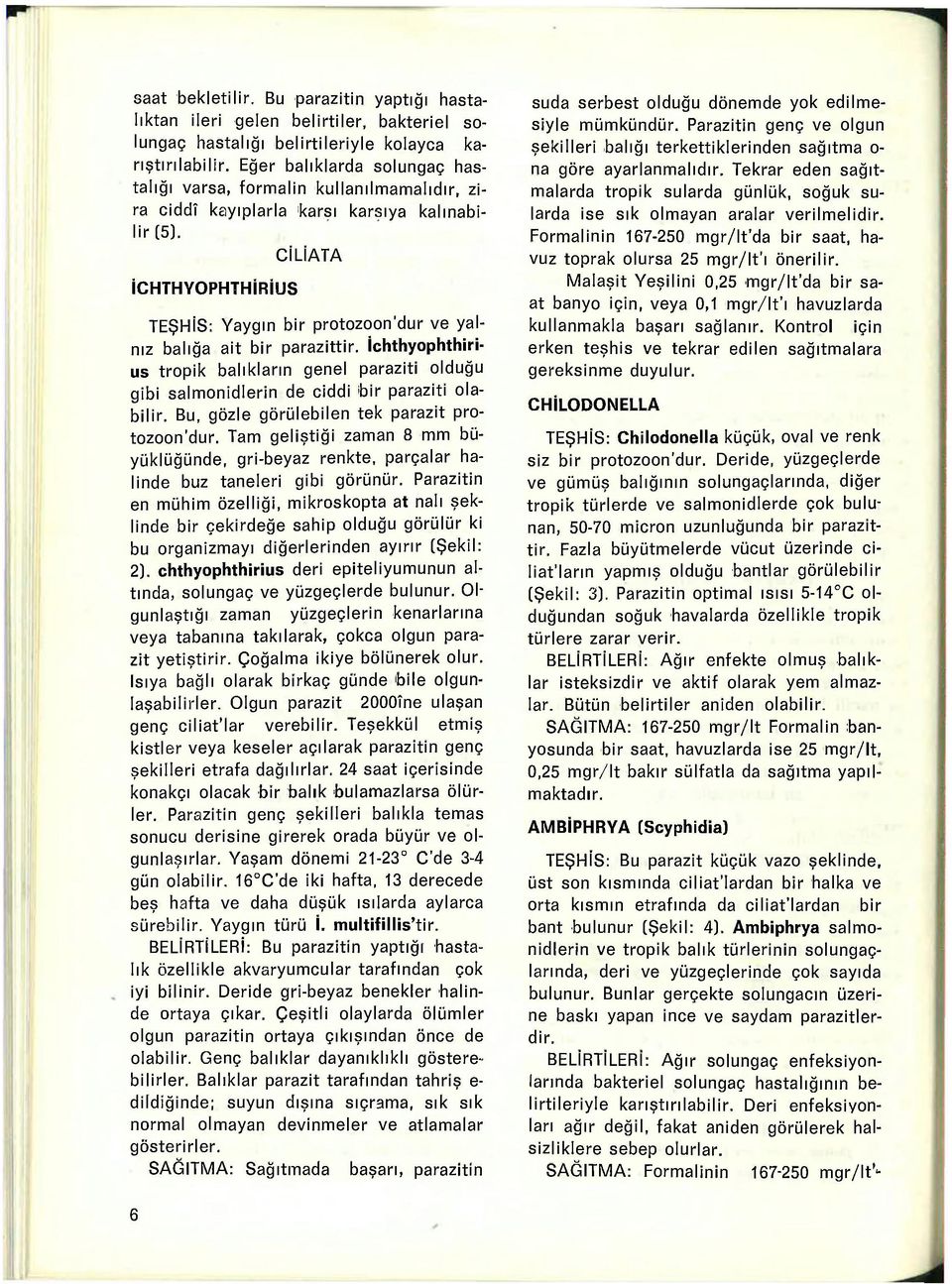 İCHTHYOPHTHİRİUS CİLİATA TEŞHİS: Yaygın bir protozoon'dur ve yalnız balığa ait bir parazittir.