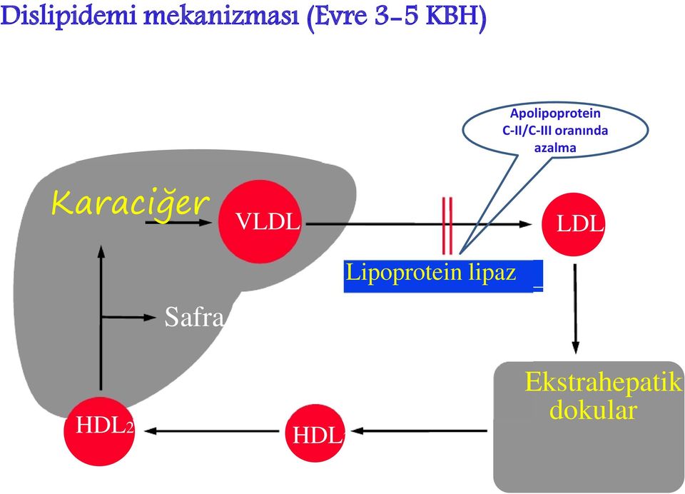 Apolipoprotein C-II/C-III oranında