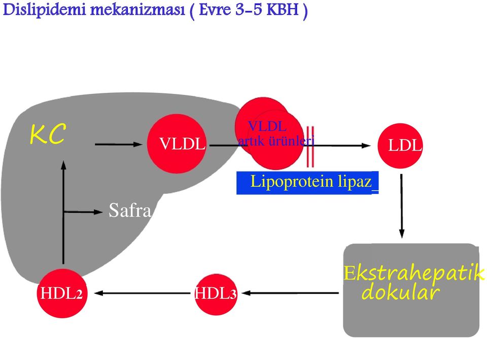 ürünleri LDL Safra Lipoprotein