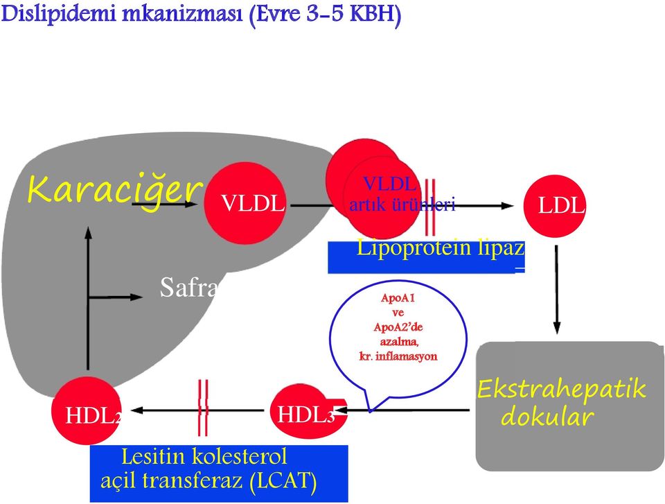 (LCAT) VLDL artık ürünleri Lipoprotein lipaz ApoA1 ve