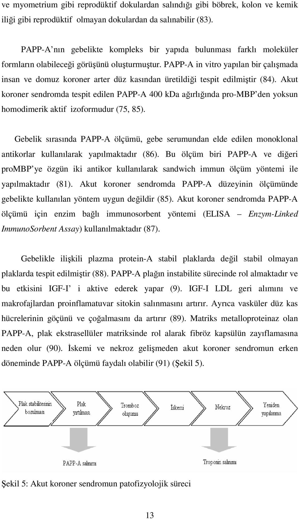 PAPP-A in vitro yapılan bir çalışmada insan ve domuz koroner arter düz kasından üretildiği tespit edilmiştir (84).