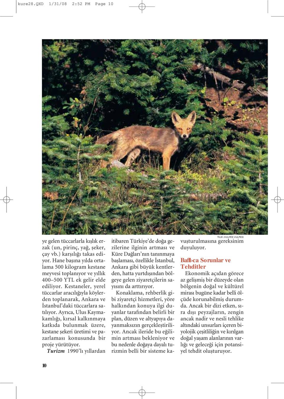 Kestaneler, yerel tüccarlar aracılığıyla köylerden toplanarak, Ankara ve İstanbul daki tüccarlara satılıyor.