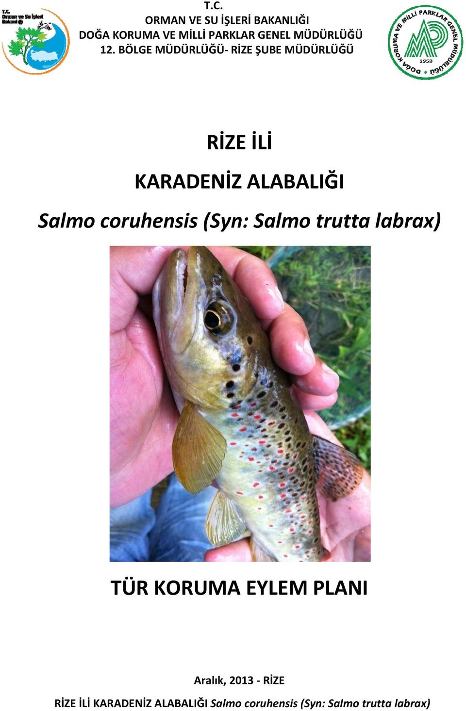 BÖLGE MÜDÜRLÜĞÜ RİZE ŞUBE MÜDÜRLÜĞÜ RİZE İLİ KARADENİZ ALABALIĞI Salmo