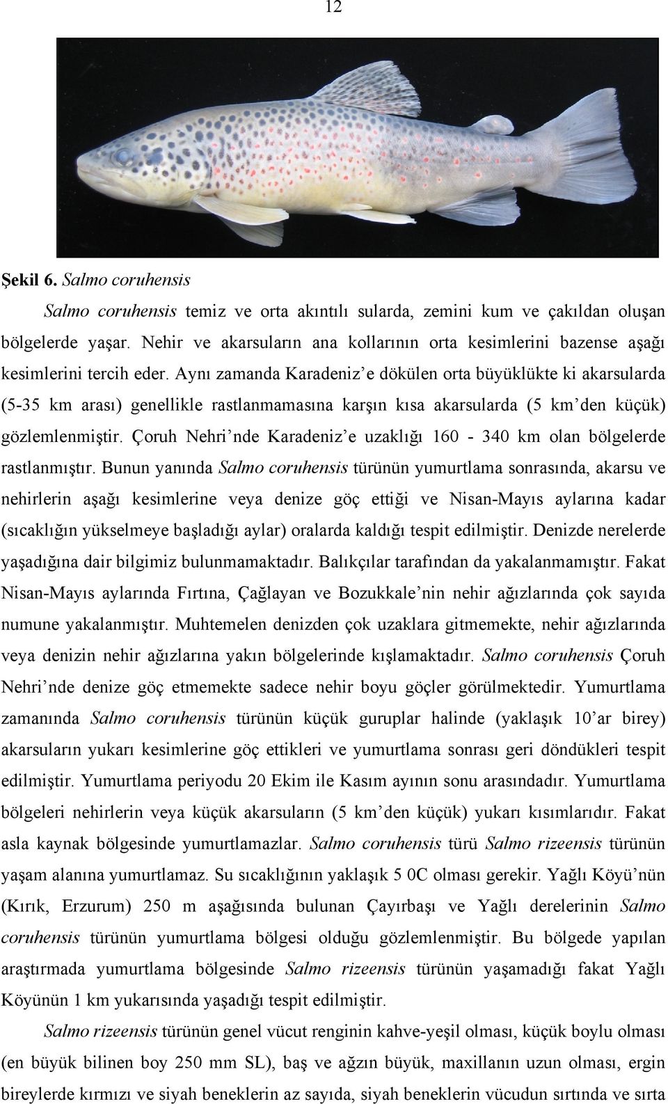 Aynı zamanda Karadeniz e dökülen orta büyüklükte ki akarsularda (5-35 km arası) genellikle rastlanmamasına karşın kısa akarsularda (5 km den küçük) gözlemlenmiştir.