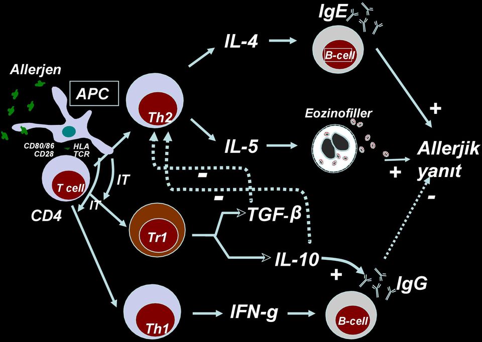 TGF-β IFN-g IL-10 IgE B-cell