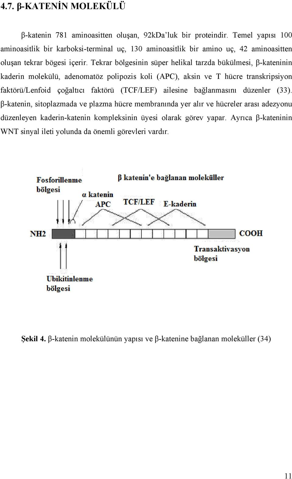 Tekrar bölgesinin süper helikal tarzda bükülmesi, β-kateninin kaderin molekülü, adenomatöz polipozis koli (APC), aksin ve T hücre transkripsiyon faktörü/lenfoid çoğaltıcı faktörü