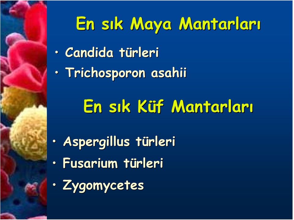 s k Küf K f Mantarları Aspergillus