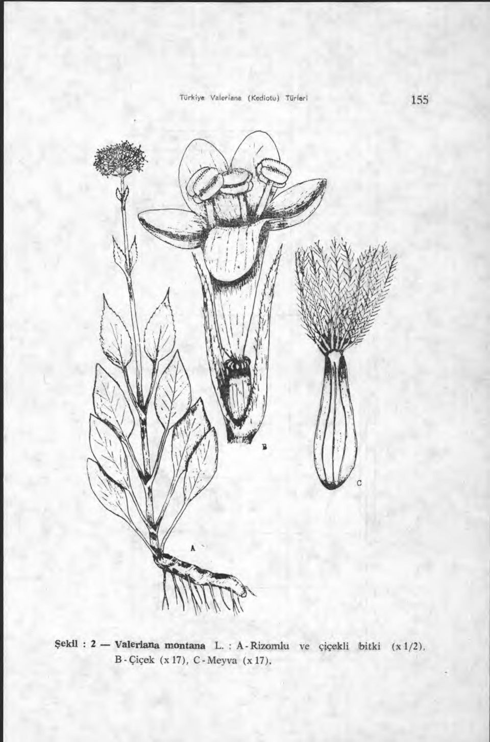 A - Rizorrilu ve çiçekli bitki (x
