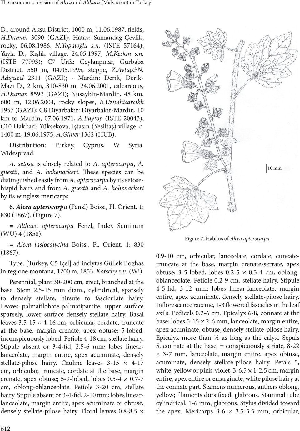 , 2 km, 810-830 m, 24.06.2001, calcareous, H.Duman 8592 (GAZI); Nusaybin-Mardin, 48 km, 600 m, 12.06.2004, rocky slopes, E.