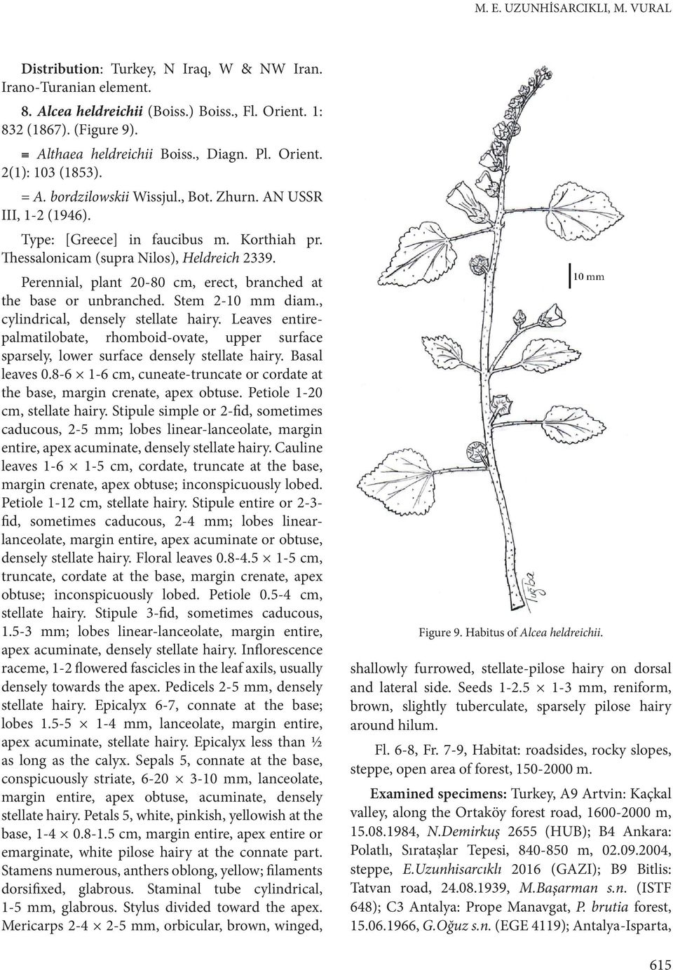 Thessalonicam (supra Nilos), Heldreich 2339. Perennial, plant 20-80 cm, erect, branched at the base or unbranched. Stem 2-10 mm diam., cylindrical, densely stellate hairy.