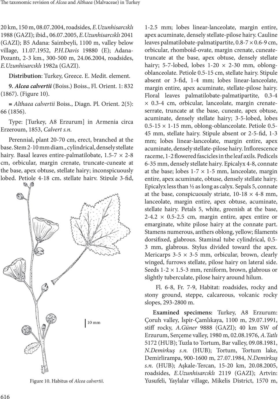 Uzunhisarcıklı 1982a (GAZI). Distribution: Turkey, Greece. E. Medit. element. 9. Alcea calvertii (Boiss.) Boiss., Fl. Orient. 1: 832 (1867). (Figure 10). Althaea calvertii Boiss., Diagn. Pl. Orient. 2(5): 66 (1856).