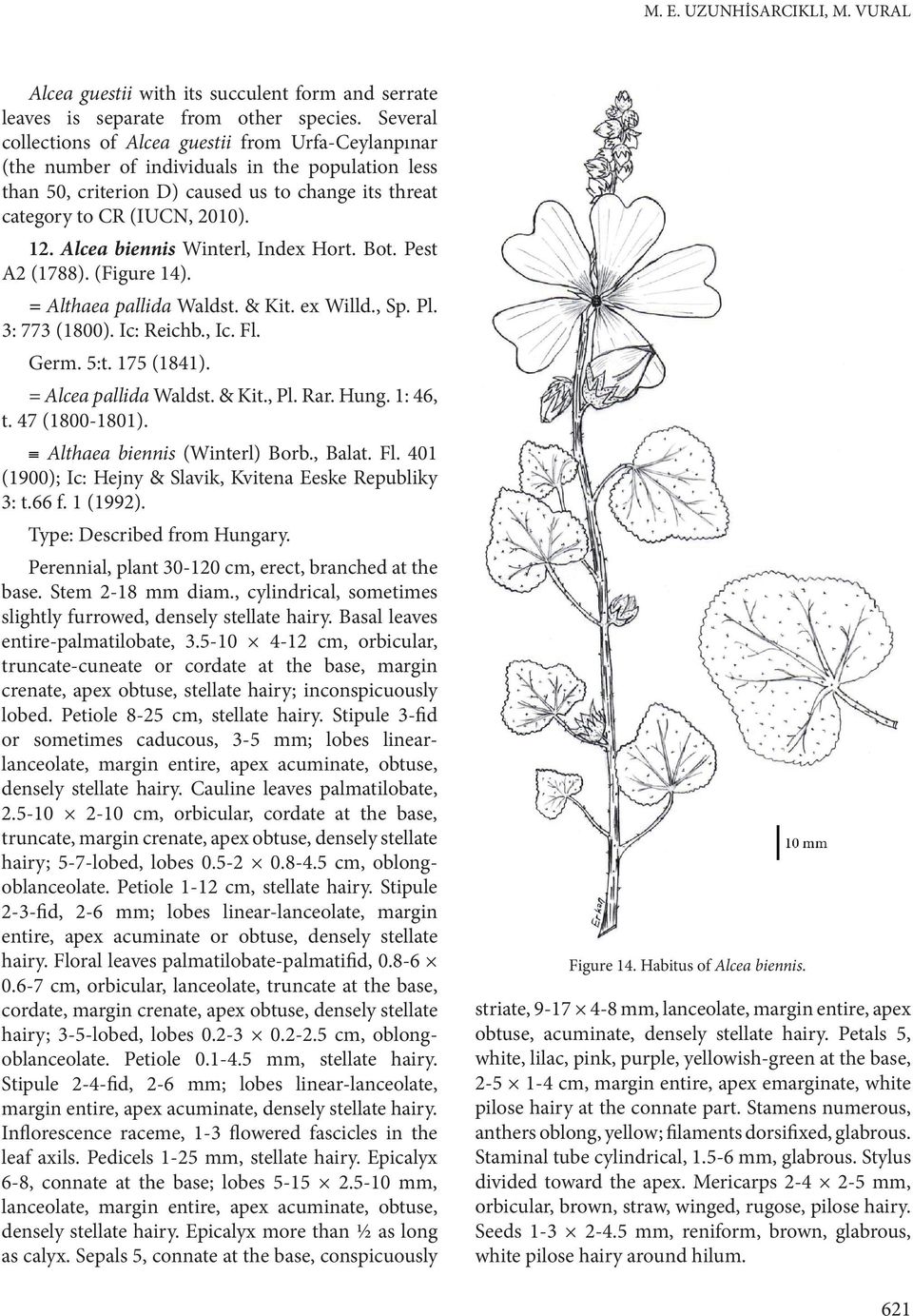 Alcea biennis Winterl, Index Hort. Bot. Pest A2 (1788). (Figure 14). = Althaea pallida Waldst. & Kit. ex Willd., Sp. Pl. 3: 773 (1800). Ic: Reichb., Ic. Fl. Germ. 5:t. 175 (1841).