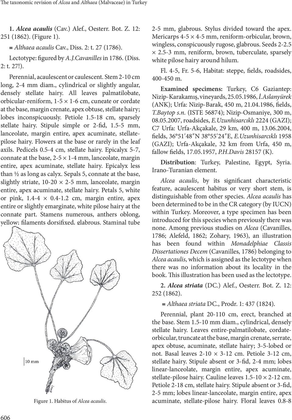 All leaves palmatilobate, orbicular-reniform, 1-5 1-6 cm, cuneate or cordate at the base, margin crenate, apex obtuse, stellate hairy; lobes inconspicuously. Petiole 1.