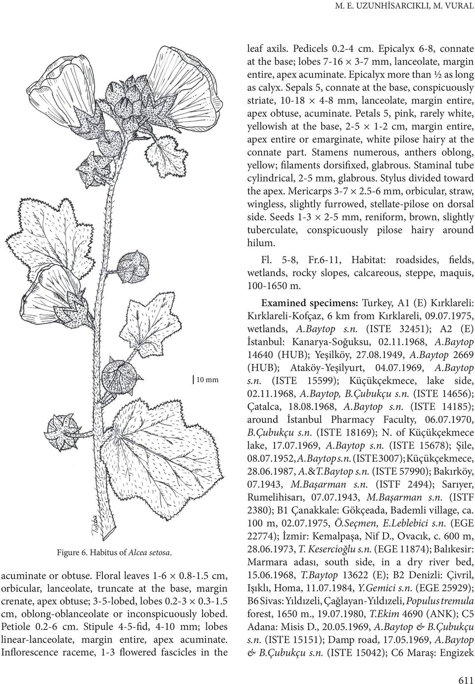 Stipule 4-5-fid, 4-10 mm; lobes linear-lanceolate, margin entire, apex acuminate. Inflorescence raceme, 1-3 flowered fascicles in the leaf axils. Pedicels 0.2-4 cm.