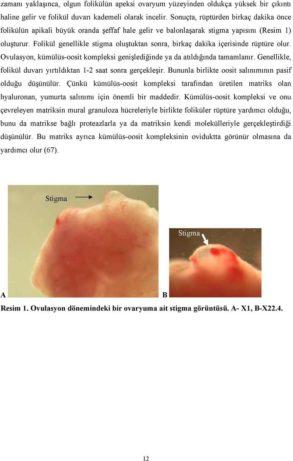 Folikül genellikle stigma oluştuktan sonra, birkaç dakika içerisinde rüptüre olur. Ovulasyon, kümülüs-oosit kompleksi genişlediğinde ya da atıldığında tamamlanır.