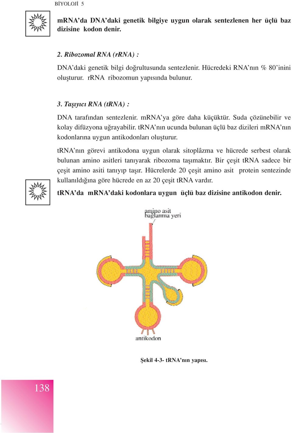 Suda çözünebilir ve kolay difüzyona u rayabilir. trna n n ucunda bulunan üçlü baz dizileri mrna n n kodonlar na uygun antikodonlar oluflturur.