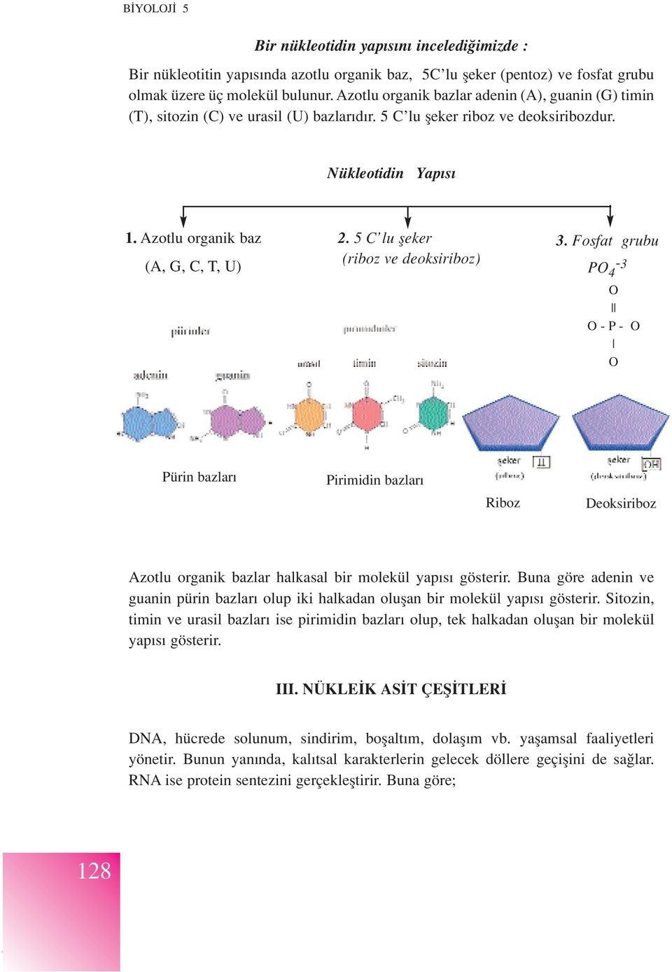 5 C lu fleker (riboz ve deoksiriboz) 3. Fosfat grubu PO -3 4 O O - P - O O Pürin bazlar Pirimidin bazlar Riboz Deoksiriboz Azotlu organik bazlar halkasal bir molekül yap s gösterir.