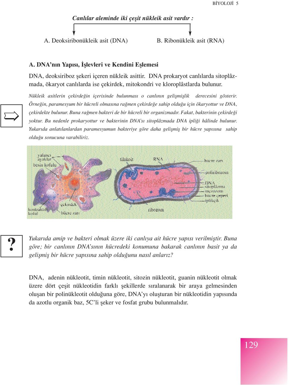 DNA prokaryot canl larda sitoplâzmada, ökaryot canl larda ise çekirdek, mitokondri ve kloroplâstlarda bulunur.