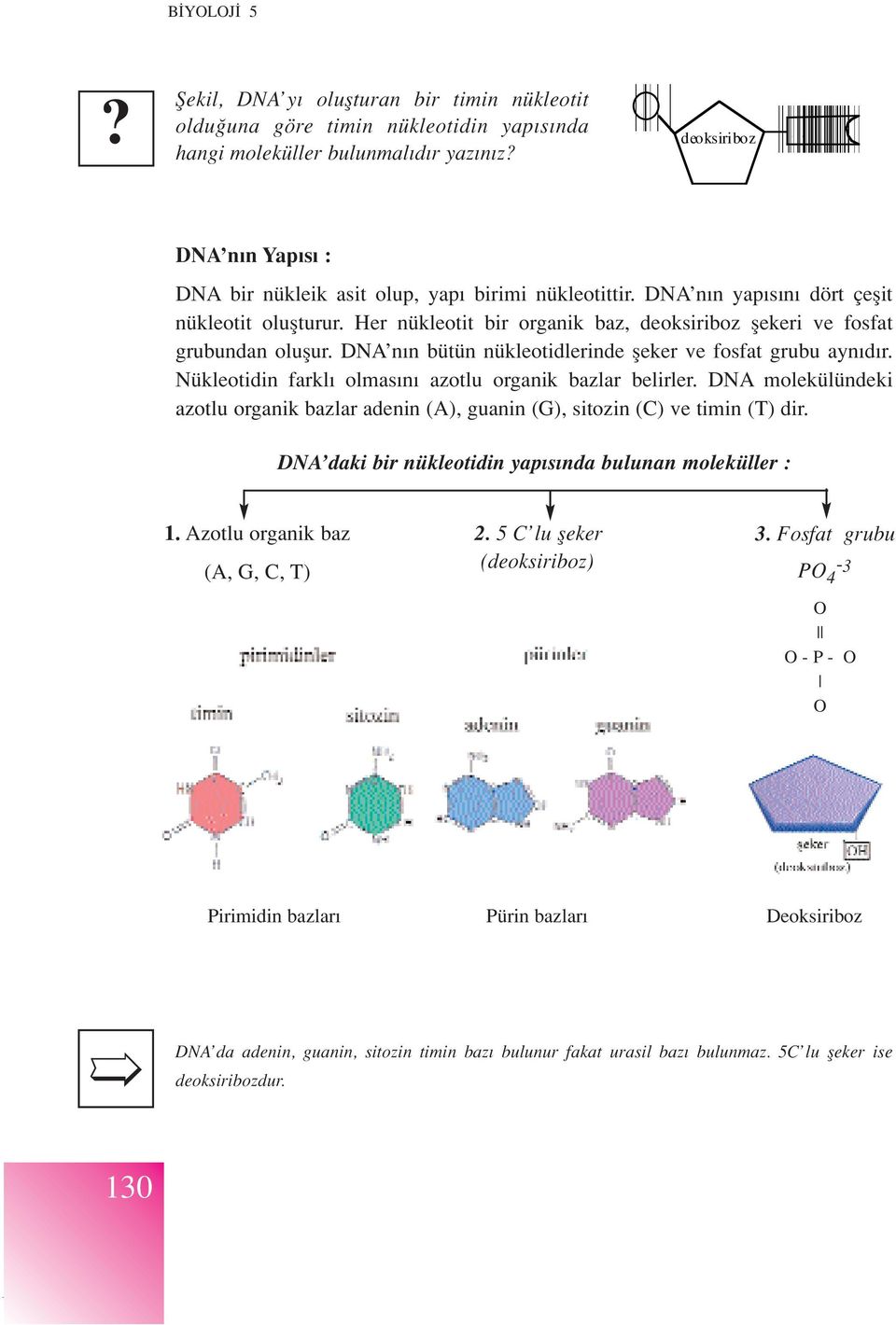 Her nükleotit bir organik baz, deoksiriboz flekeri ve fosfat grubundan oluflur. DNA n n bütün nükleotidlerinde fleker ve fosfat grubu ayn d r. Nükleotidin farkl olmas n azotlu organik bazlar belirler.