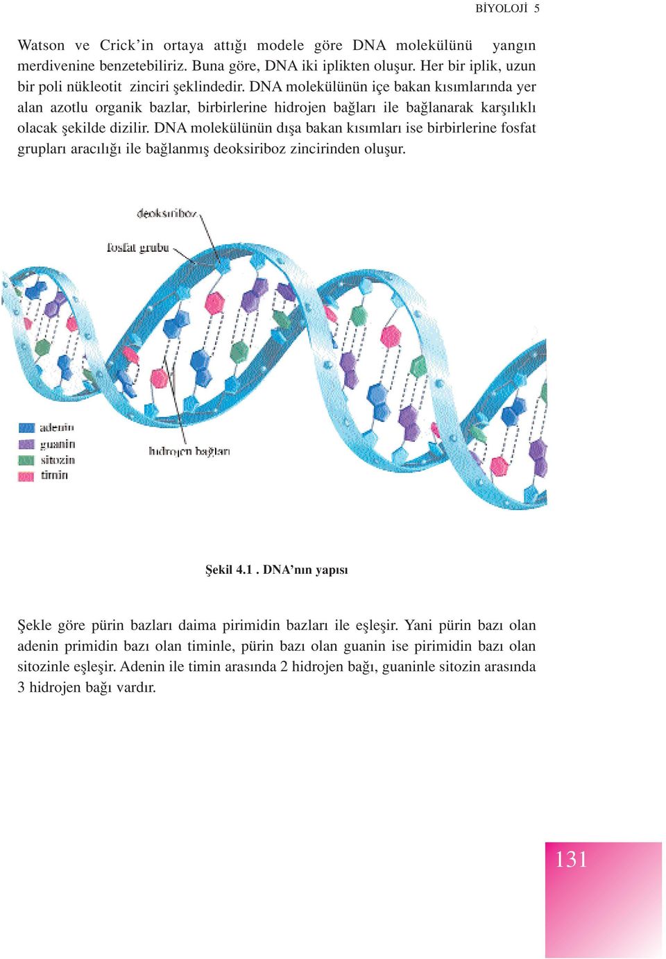 DNA molekülünün d fla bakan k s mlar ise birbirlerine fosfat gruplar arac l ile ba lanm fl deoksiriboz zincirinden oluflur. fiekil 4.1.