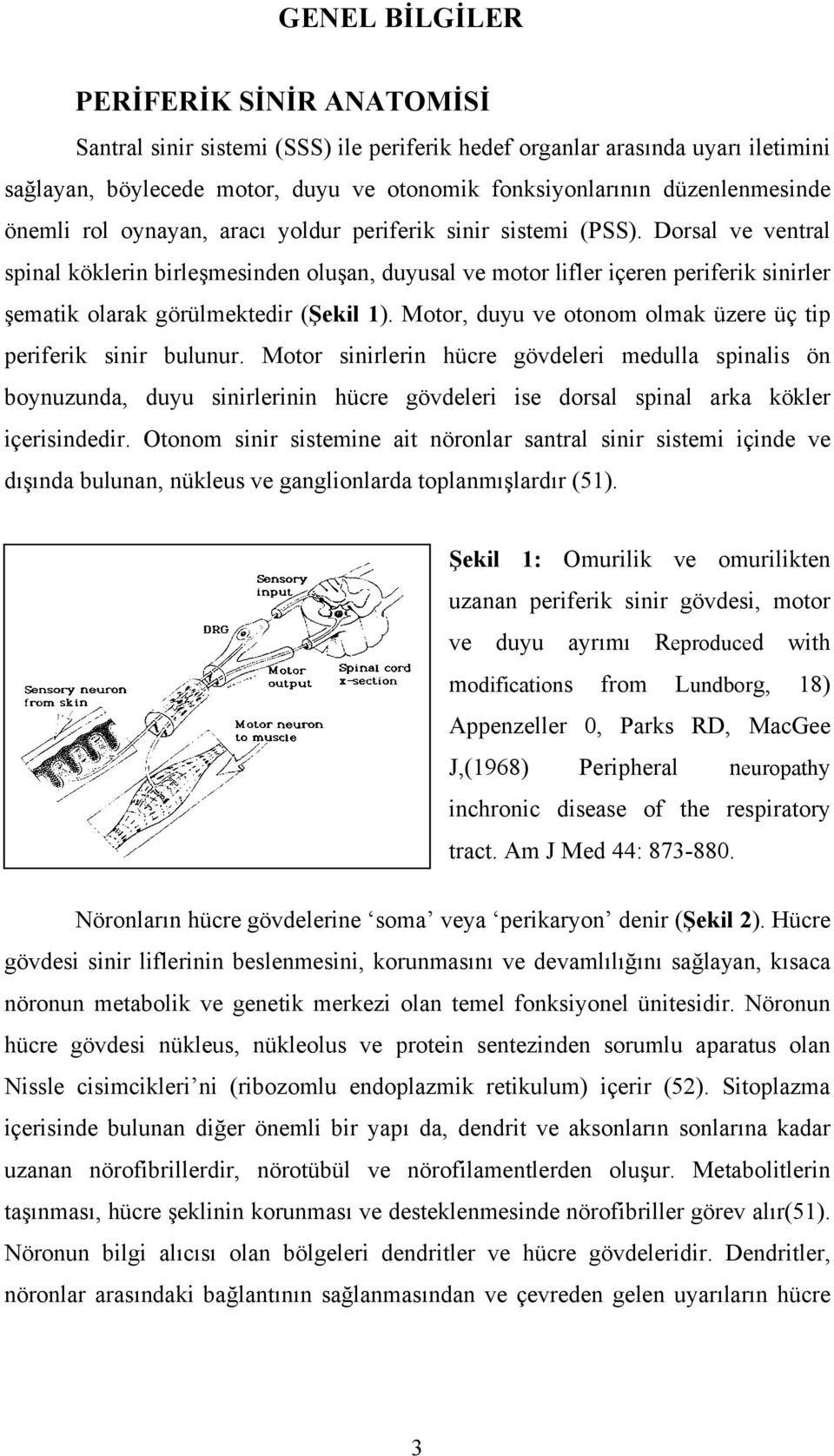 Dorsal ve ventral spinal köklerin birleşmesinden oluşan, duyusal ve motor lifler içeren periferik sinirler şematik olarak görülmektedir (Şekil 1).