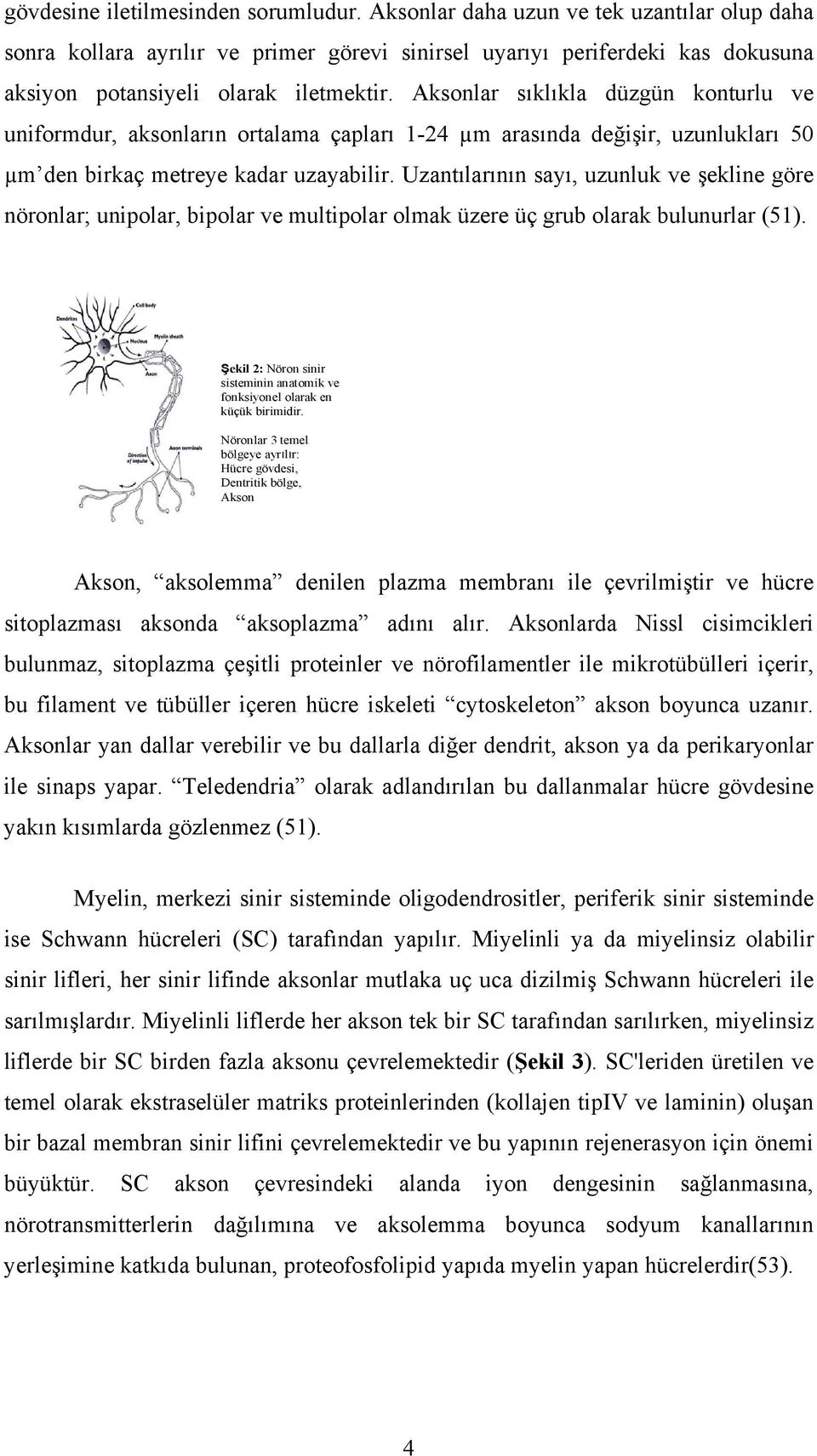 Aksonlar sıklıkla düzgün konturlu ve uniformdur, aksonların ortalama çapları 1-24 µm arasında değişir, uzunlukları 50 µm den birkaç metreye kadar uzayabilir.