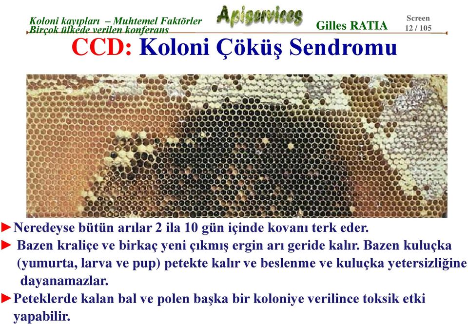 Bazen kuluçka (yumurta, larva ve pup) petekte kalır ve beslenme ve kuluçka