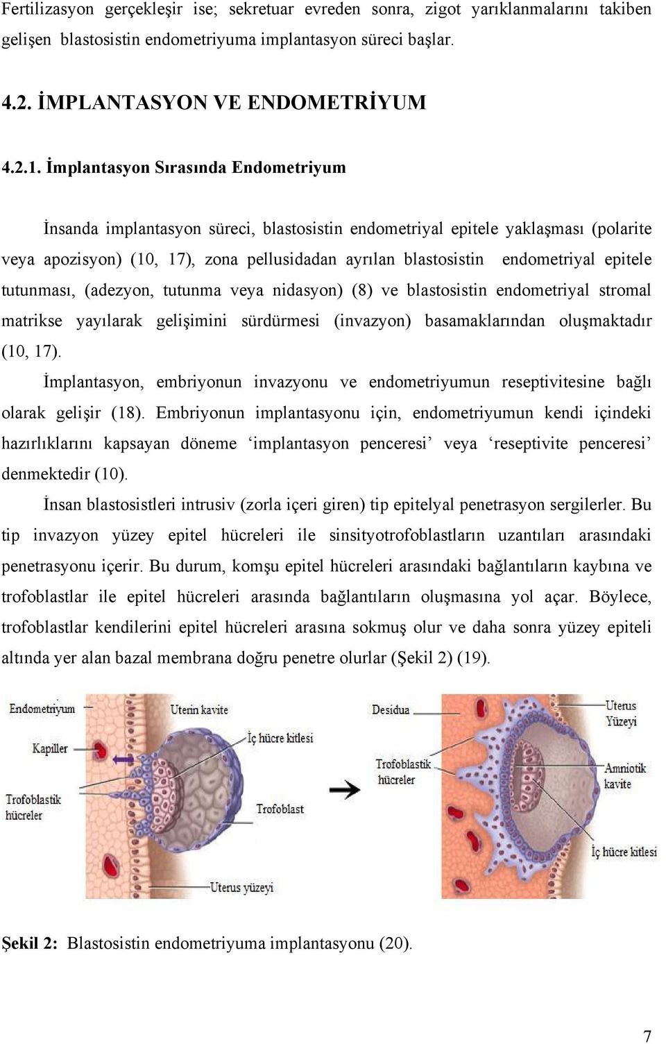 epitele tutunması, (adezyon, tutunma veya nidasyon) (8) ve blastosistin endometriyal stromal matrikse yayılarak gelişimini sürdürmesi (invazyon) basamaklarından oluşmaktadır (10, 17).