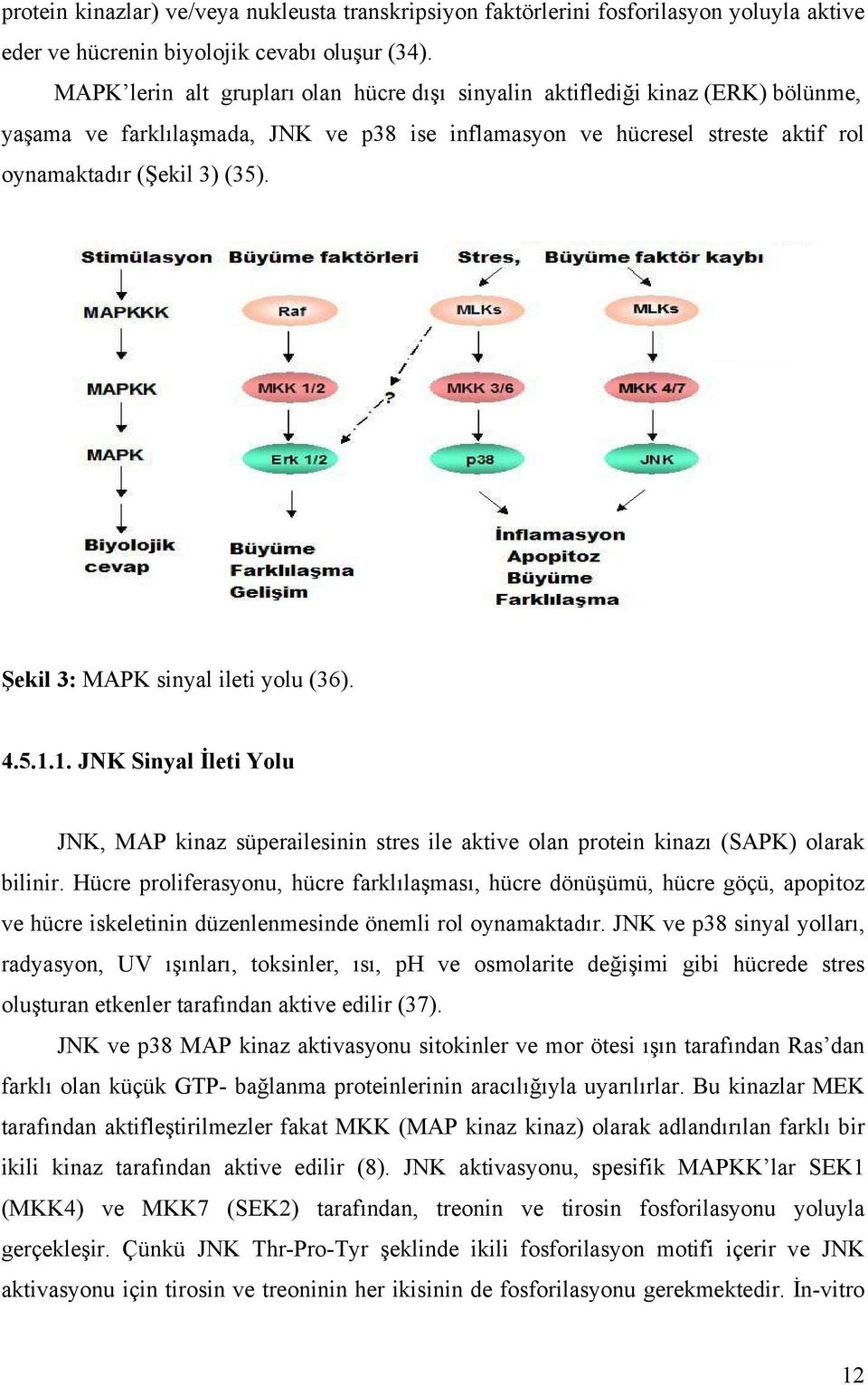 Şekil 3: MAPK sinyal ileti yolu (36). 4.5.1.1. JNK Sinyal İleti Yolu JNK, MAP kinaz süperailesinin stres ile aktive olan protein kinazı (SAPK) olarak bilinir.