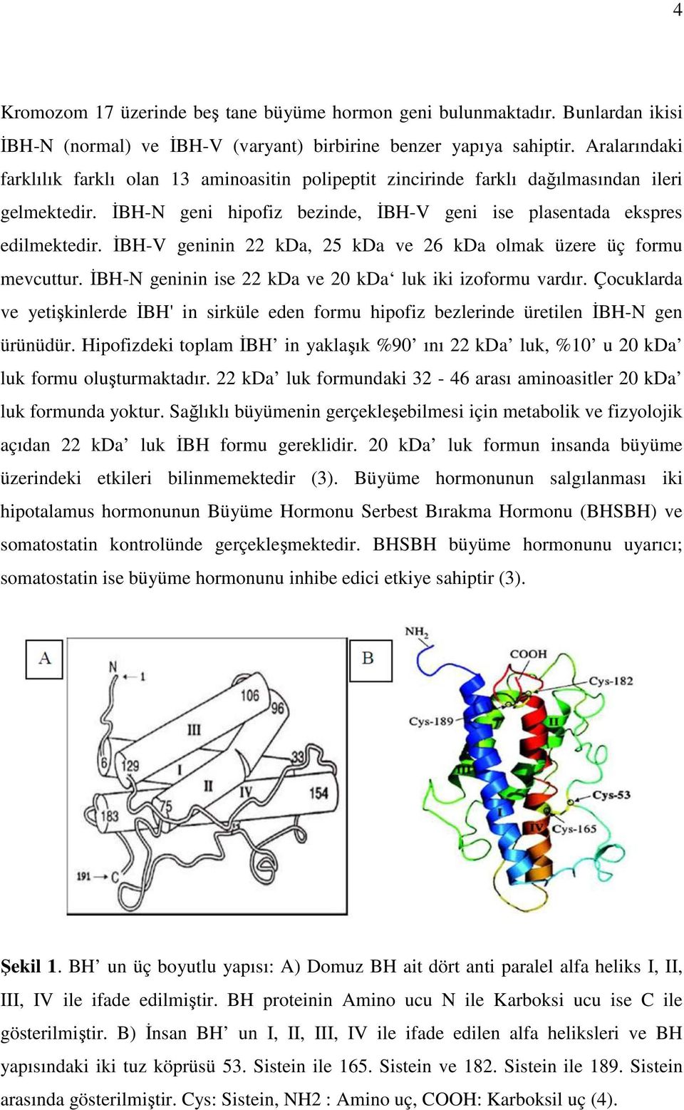 İBH-V geninin 22 kda, 25 kda ve 26 kda olmak üzere üç formu mevcuttur. İBH-N geninin ise 22 kda ve 20 kda luk iki izoformu vardır.